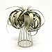 Pack of 2 Air Plant Tillandsia Base Large Tillandsia Air Plant Holder Metal Indoor Tabletop Big Streptophylla Air Plant Stands Tillandsia Plant Racks Large Xerographica Air Plant Stand