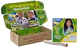 Insect Lore Live Baby Ladybug Larvae - Ladybug Growing Kit REFILL - SHIP NOW