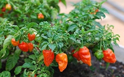 Bhut Jolokia Ghost Pepper Bulk 100 World's Hottest 1 Million Scoville Units