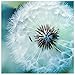 Dandelion Packs 5D DIY Diamond Painting Paint by Numbers Kits for Adult ，Full Drill Diamond Embroidery Dotz Kit Home Wall Decor (13.7X13.7inch)