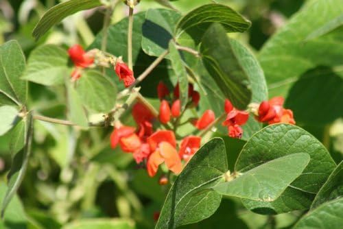 Scarlet Runner Bean by Stonysoil Seed Company