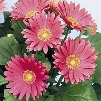 Creative Farmer Gerbera Daisy Flower Seeds