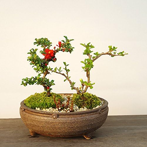 年に数回可憐な花が楽しめます 紅白長寿梅 Salenew大人気 こうはくちょうじゅばい 信楽焼鉢 の寄せ植え盆栽 年に数回可憐な花が楽しめます 紅白長寿梅 Salenew大人気 こうはくちょうじゅばい 信楽焼鉢 の寄せ植え盆栽