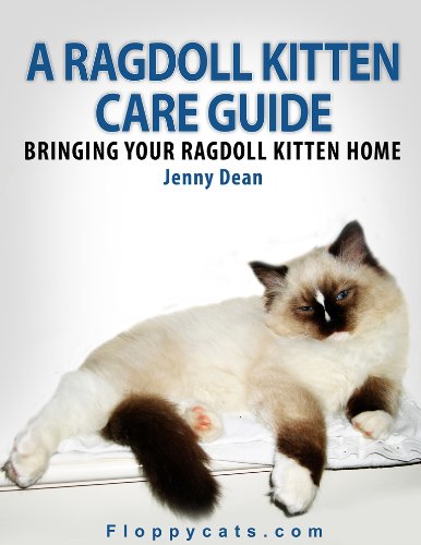 A Ragdoll Kitten Care Guide: Bringing Your Ragdoll Kitten Home