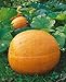 Big Max Pumpkin Seeds - Cucurbita Pepo - 5 Grams - Approx 15 Gardening Seeds - Vegetable Garden Seed