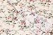 Coofandy Mens Floral Button Down Long Sleeve Dress Shirt Casual Tops,Beige,Medium