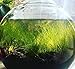 Dwarf Hairgrass Eleocharis Parvula Sp Mini 100% Tissue Culture Easy Freshwater Carpet Live Aquarium Plants Decorations 3 Days Live Guaranteed
