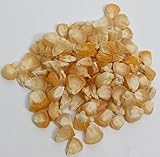 David's Garden Seeds Corn Sweet Double Sweet D289 (BiColor) 100 Organic Seeds