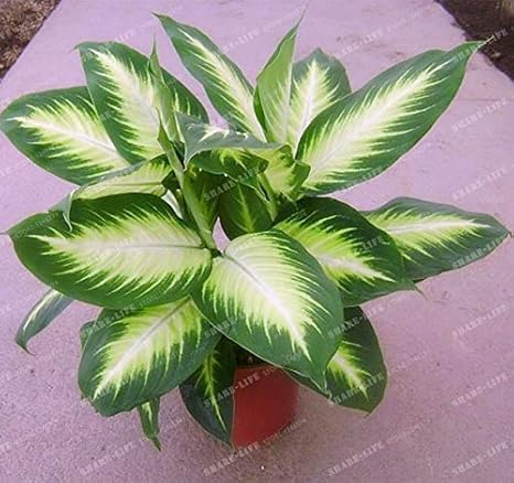 Amazon Co Jp 100pcsレアアグラオネマsppを高湿簡単に育てオフィスデスク盆栽空気清浄植物放射線保護ホームガーデン ホーム キッチン