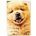 PUPPIES postcard set of 20 postcards. Puppy post card variety pack. Made in USA.