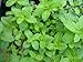 Cotton Candy Mint Live Plant