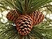 BESTTOYHOME 15 PCS Natural Pinecones Medium Pine Cones Ornaments Real Preserved Pine Cones - Dried -3