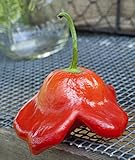 Bishops Crown Peri Peri Chile Heirloom Pepper