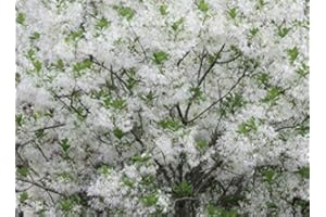 GROWER'S SOLUTION White Fringe Tree Chionanthus virginicusa - Heavy - Established - Roots - One Quart Potted Plant by Growers Solution