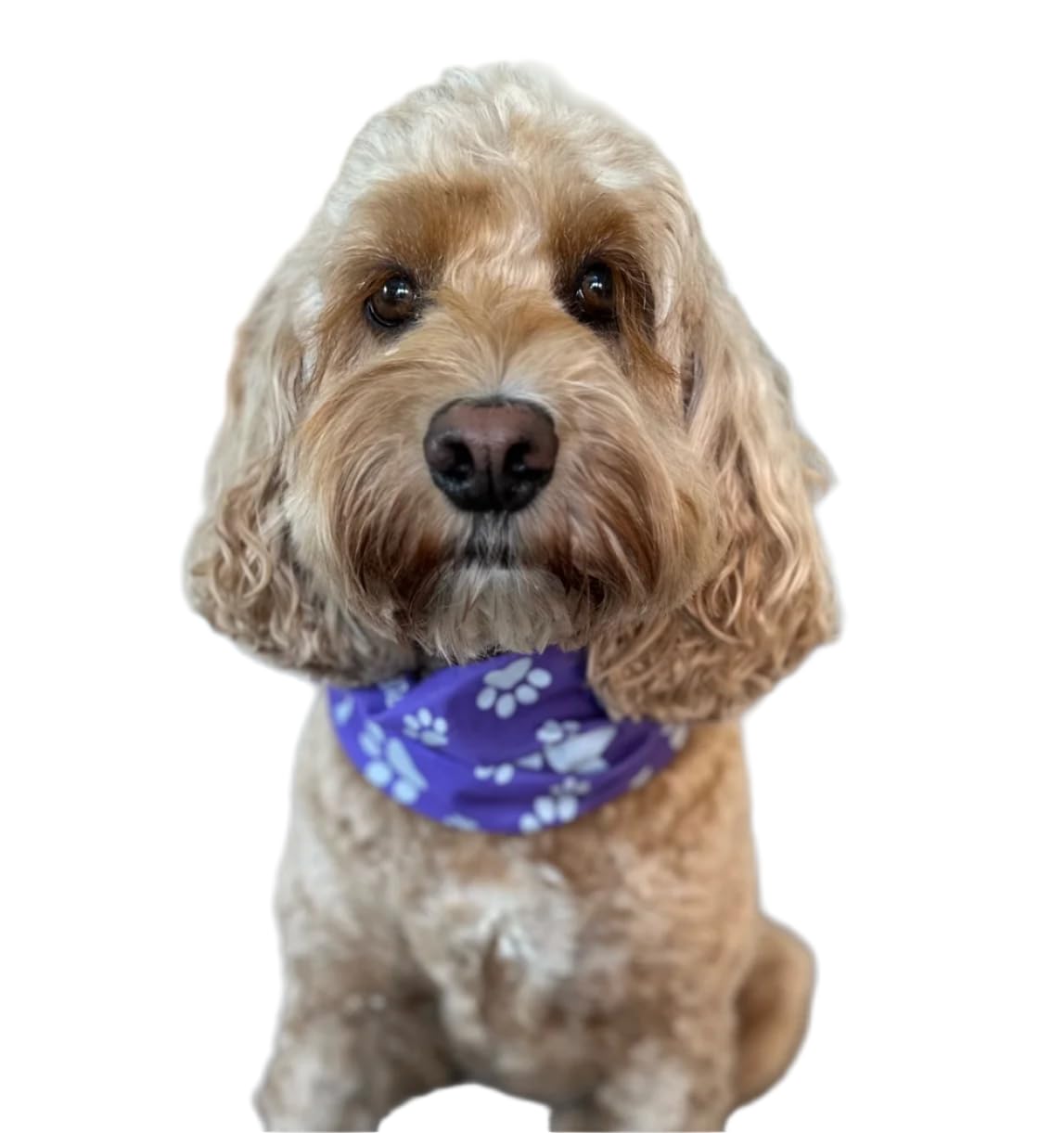 Ruffnek REFLECTIVE PURPLE PAW & BONE PRINT DOG SCARF/COLLAR/BANDANA BE SAFE, BE SEEN