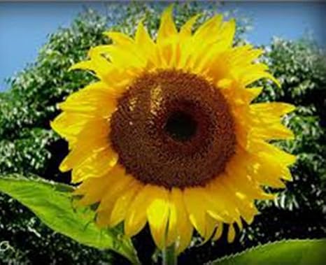 GIRASOL, MAMUT DE RUSIA, más de 20 semillas orgánicas recién ...