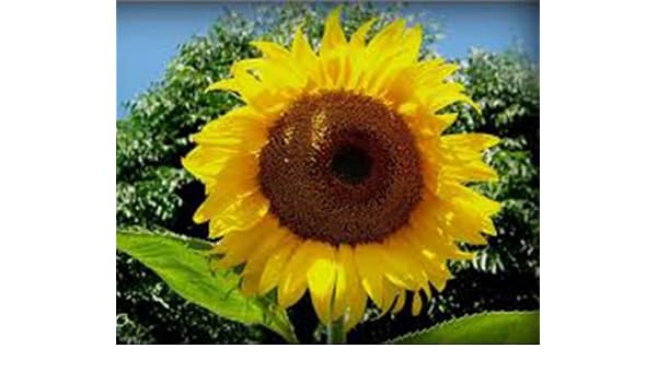 GIRASOL, MAMUT DE RUSIA, más de 20 semillas orgánicas recién ...