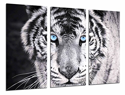515tjM7z0JL Cuadros Cámara Cuadro Fotográfico Tigre Blanco y Negro, Ojos Azules, Animales, 97 x 62 cm XXL, Multicolor Cuadros Cámara Cuadro Fotográfico Tigre Blanco y Negro, Ojos Azules, Animales, 97 x 62 cm XXL, Multicolor