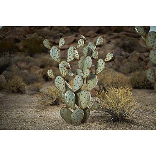 Desert Steel Prickly Pear Cactus Garden Accent Small - Thumbnail 2
