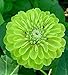 30+ Lime Green "Envy" Zinnia Flower Seeds