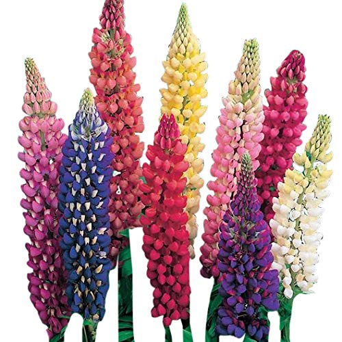 top-10-perennial-seeds-zone-9-of-2020-no-place-called-home