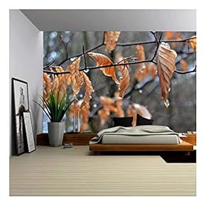 Raindrops on Tree Branches - Removable Wall Mural | Self-Adhesive Large Wallpaper - 66x96 inches