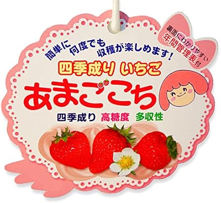 Amazon いちご 苗 四季成り性 あまごこち 3号ポット苗 イチゴ 苺 花