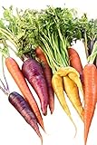 Homegrown Carrot Seeds, 1000 Seeds, Gourmet Rainbow