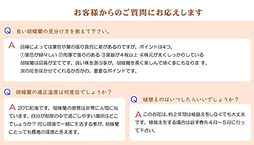 数量限定 6月限定発売 胡蝶蘭 ギフト 宇野千代 ふじみやび風呂敷仕様 5 5号鉢植え オーロラ品種 3本立て ピンク お祝い 結婚祝い 花 プレゼント 生花 鉢植え に 母の日 父の日 敬老の日 おじいちゃん おばあちゃん B07df9xjqk Cleanusapower Com