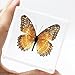 Real Butterfly Specimen Specimens Paperweight Paperweights Collection Display(3x3x0.6