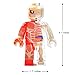 4D Vision Body Anatomy - Muscel Man Funny Anatomy by Jason Freeny…