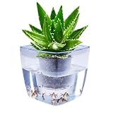 Water Herb Garden, AIBSI Hydroponics Growing System, Organic Self Watering Planter Indoor Sprouts Gardening Starter Kit Aquaponics Small Fish Tank, Best Gift Set for Women and Kid, Seeds Not Included