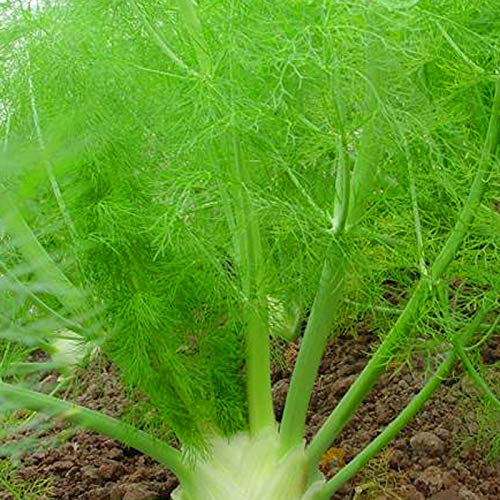 PlenTree 100 Seeds/Pack EU Fragrant Bulb Fennel Seeds Organic Vegetable Bonsai DIY Home Garden