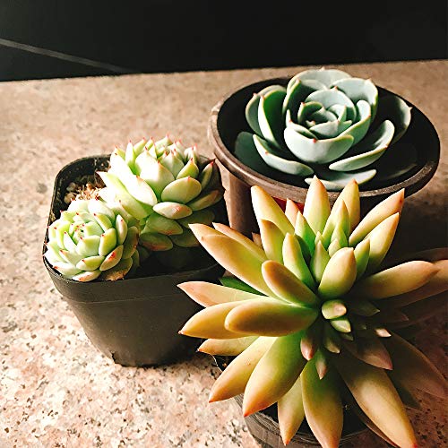 5 Succulent+Varieties+Beginners+Succulents+Terrariums