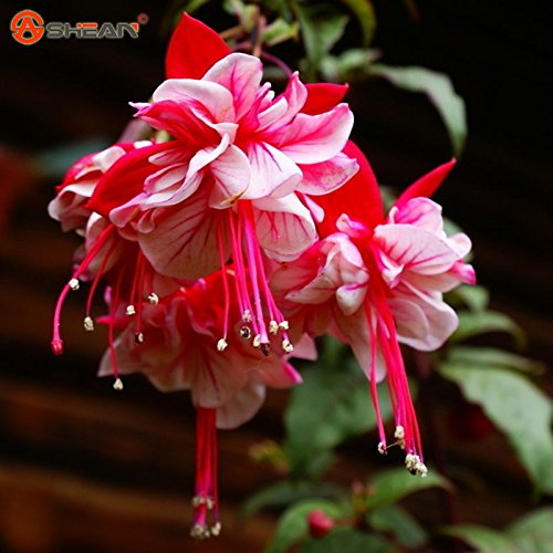 Purple Double Petals Fuchsia Seeds Potted Flower Seeds Potted Plants Hanging Fuchsia Flowers 50 Particles / Bag