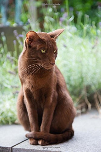 Amazon In Buy Havana Brown Cat Lined Journal Book Online At Low Prices In India Havana Brown Cat Lined Journal Reviews Ratings