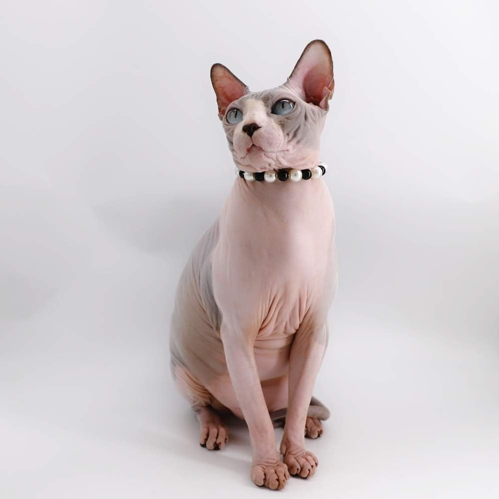 sphynx collars