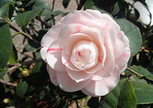 10 Camellia Seeds, Flower Seeds, Diy Potted Plants,Indoor Outdoor bonsai pot plant for home garden