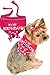 I See Spot It's My Birthday Pet Bandana Scarf in Hot Pink
