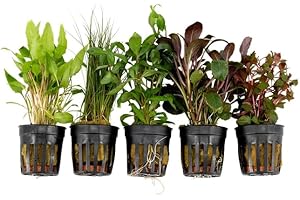 SURMEN LEGACY Live Freshwater Aquarium Plants - 5 Assorted Potted for Fish Tanks - (Grower's Choice) Beginner Friendly