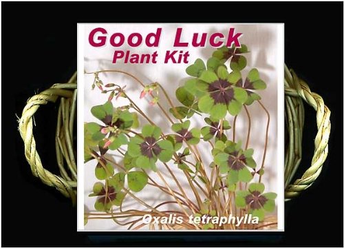 Good Luck Plant Kit Good Luck Plant Kit