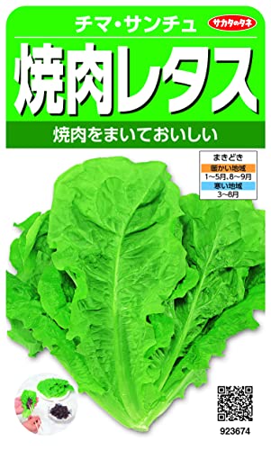 実咲野菜 レタス 焼肉レタス チマサンチュ 小袋003034商品画像