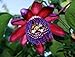 Seeds and Things Passiflora Quadrangularis "Giant Grenadilla" 8 Seeds *Rare*