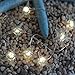 VSL#3 Starfish String Lights Battery Operated Build-in Timer LED String of Lights Warm White for Beach Party Decorative Fairy Lights 20 LEDs Flexible Copper Wire Novelty Lights for Christmas(STF)