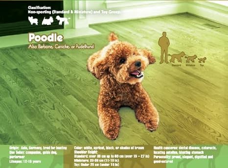 poodle toy pret