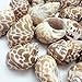 PEPPERLONELY 20PC Babylonia Spirata Hermit Crab Sea Shells, 1-1/4 Inch ~ 2-1/4 Inch