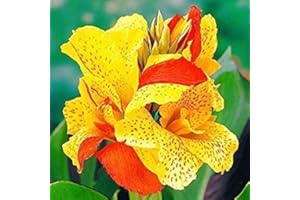 Canna Cleopatra, 5-Pack, rhizomes, 2-3 Eyes, Seed Bedding, Container, Seed Characteristics, Foundation, Mixed Borders, Tropic