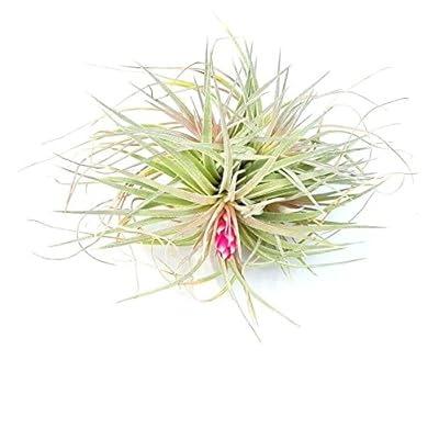 The Drunken Gnome AIR PLANTS  HYBRID #1 Liberia | Ubuy