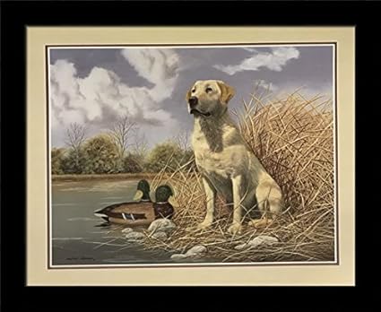 Royalty Free Yellow Lab Stock Images Photos Vectors