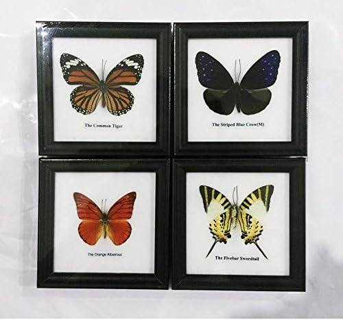 Thai Decored Real MIXES 4 Butterflies Display Insect Taxidermy in Frames for Collectibles